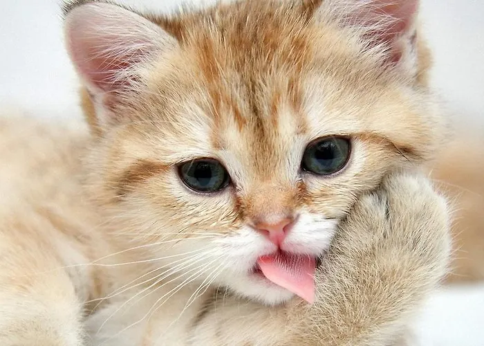 Sinasos Palace Cave Отель Ургуп